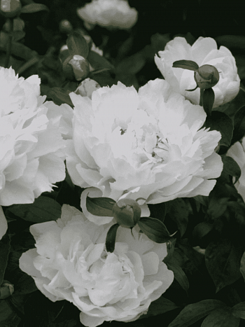 Пион Молочноцветковый Festiva Maxima