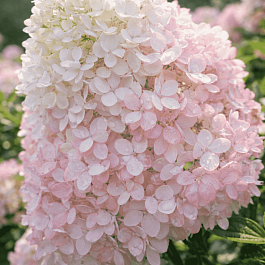 Гортензия метельчатая Magical Andes