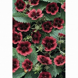 Лапчатка гибридная Монарх Вельвет