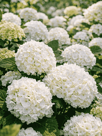 Гортензия крупнолистная 'Snowball'