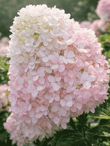 Гортензия метельчатая Magical Andes