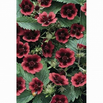 Лапчатка гибридная Монарх Вельвет