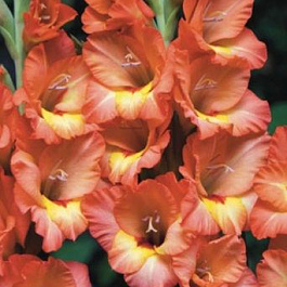 Гладиолус Бамбино Селин