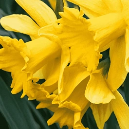 Нарцисс Golden Harvest