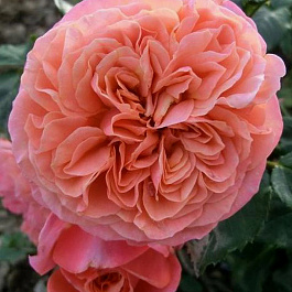 Роза Тантау чайно-гибридная Мэри Энн