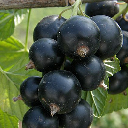 Смородина черная Тамерлан