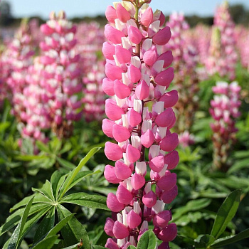 Люпин многолистный Зе Чейтелейн