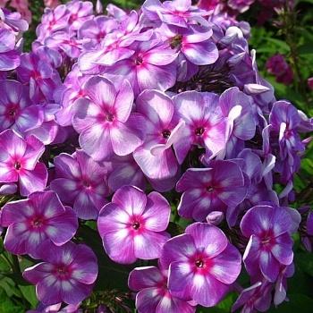 Флокс метельчатый Зарядье