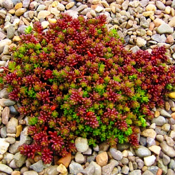 Очиток (Седум) белый Coral carpet