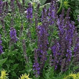 Шалфей дубравный Adora Blue