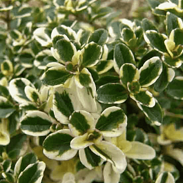 Тимьян обыкновенный Variegata
