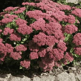 Очиток телефиум Herbstfreude