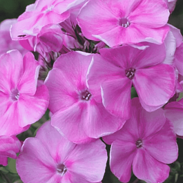 Флокс метельчатый Поэма