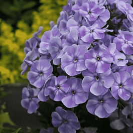 Флокс метельчатый Голубая Лагуна