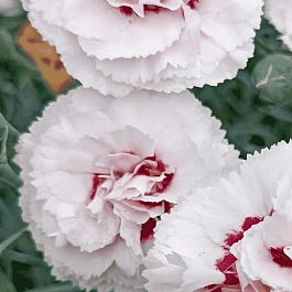 Гвоздика Перистая Cranmere Pool