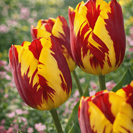 Тюльпан Helmar