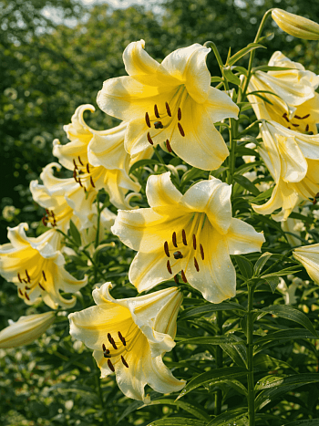 Лилия Conca D'or