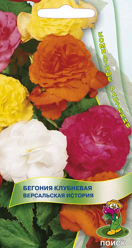 Бегония клубневая Версальская история