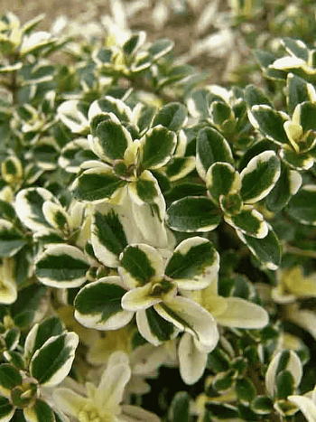 Тимьян обыкновенный Variegata