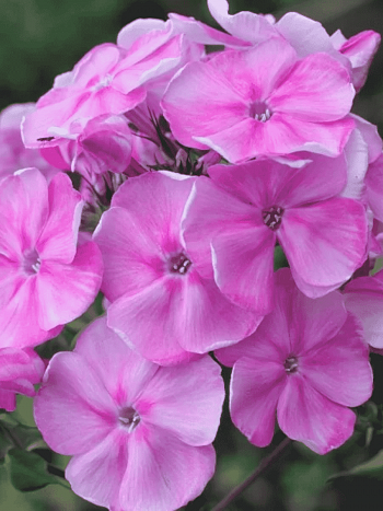 Флокс метельчатый Поэма