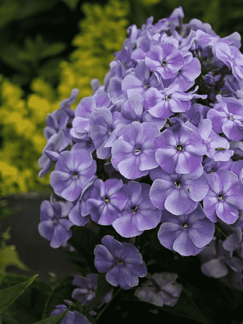 Флокс метельчатый Голубая Лагуна