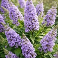 Буддлея давида  Butterfly Candy Little Lila