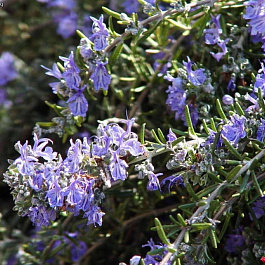 Розмарин лекарственный Корсикан Блю