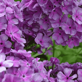 Флокс метельчатый Князь Серебряный