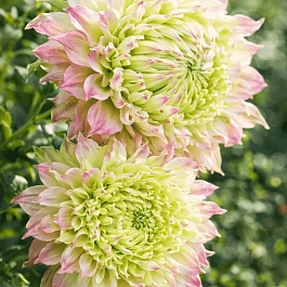 Клематис Midori