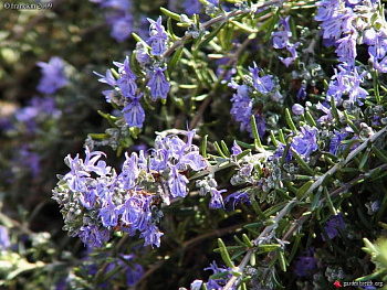 Розмарин лекарственный Корсикан Блю