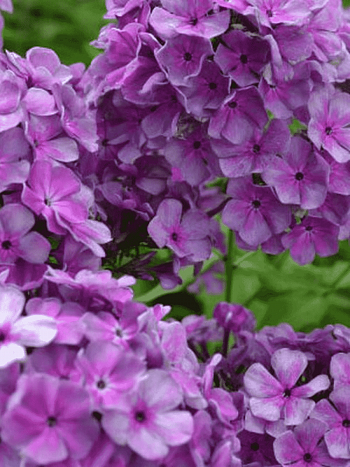 Флокс метельчатый Князь Серебряный