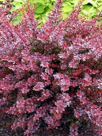 Барбарис Тунберга Кармен