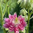 Аквилегия обыкновенная Barlow Pink