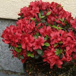 Азалия японская Сигналглёхен