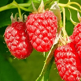 Малина ремонтантная Изобильная