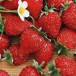 Земляника садовая Сашенька