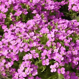 Арабис кавказский Catwalk Pink