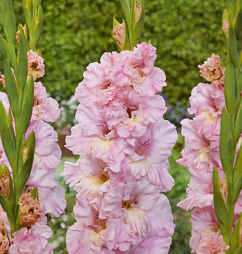 Гладиолус гофрированный Пинк Лайтнинг