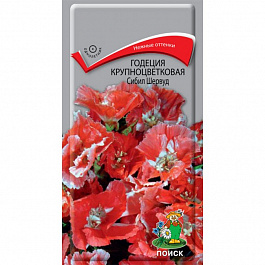 Годеция крупноцветковая Сибил Шервуд
