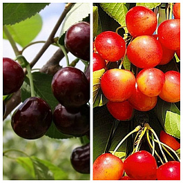 Дерево-сад (2-3х летка) черешня 2 сорта Ревна-Брянская розовая