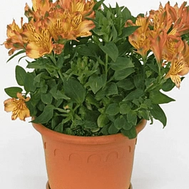 Альстромерия inticancha Bryce