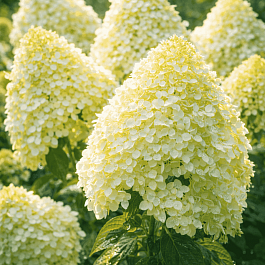 Гортензия метельчатая Magical Matterhorn