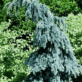 Ель колючая Glauca pendula