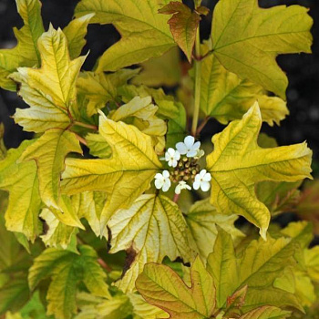 Калина обыкновенная лекарственная Harvest Gold
