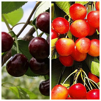 Дерево-сад (2-3х летка) черешня 2 сорта Ревна-Брянская розовая