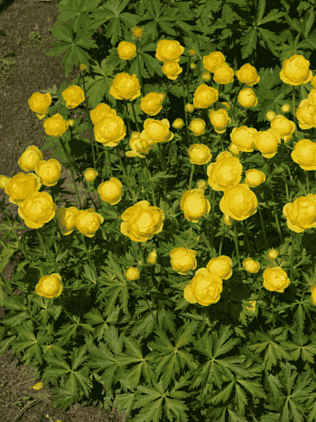 Купальница европейская Lemon Supreme