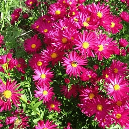 Астра ново-бельгийская Crimson Brocade