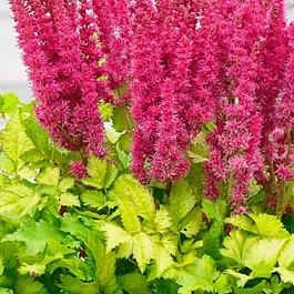 Астильба китайская Color Flash Lime