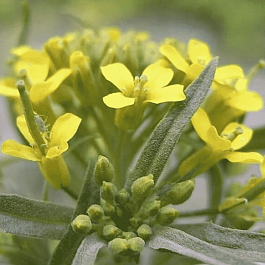 Желтушник раскидистый Goldstaub