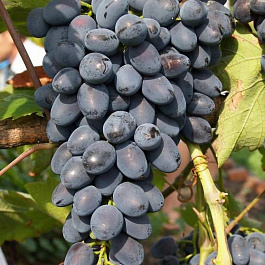 Виноград плодовый Надежда АЗОС